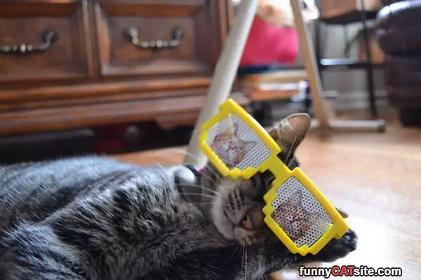 Cat Glasses For Cats