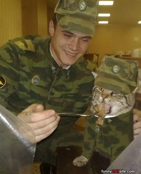Soldier Cat
