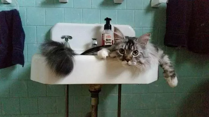 Kitty In The Sink