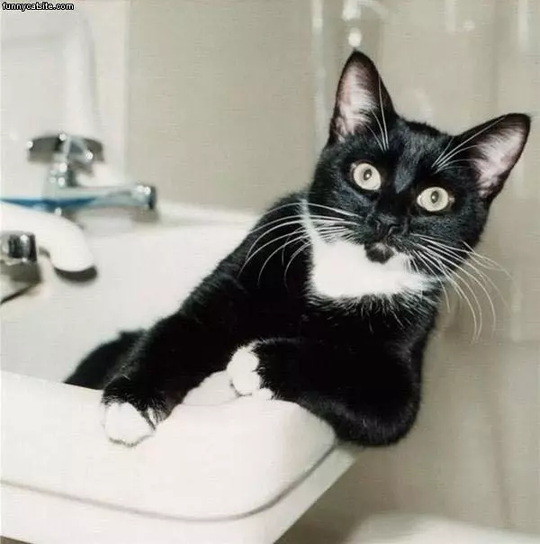 Black And White Cat In Sink
