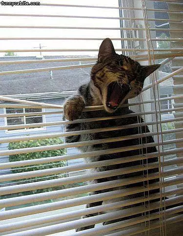 Let Me Out Of The Blinds