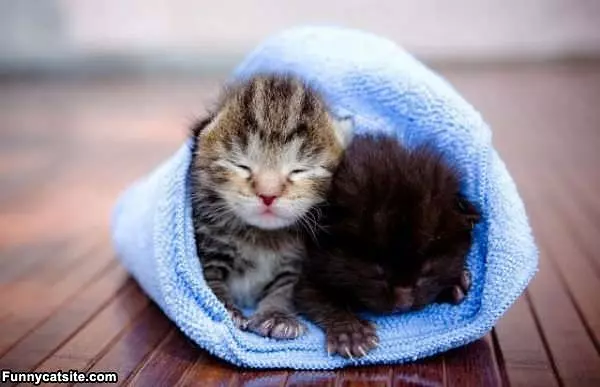 Kitties Keeping Warm