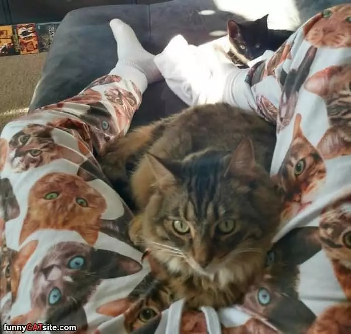 Nice Cat Pajamas