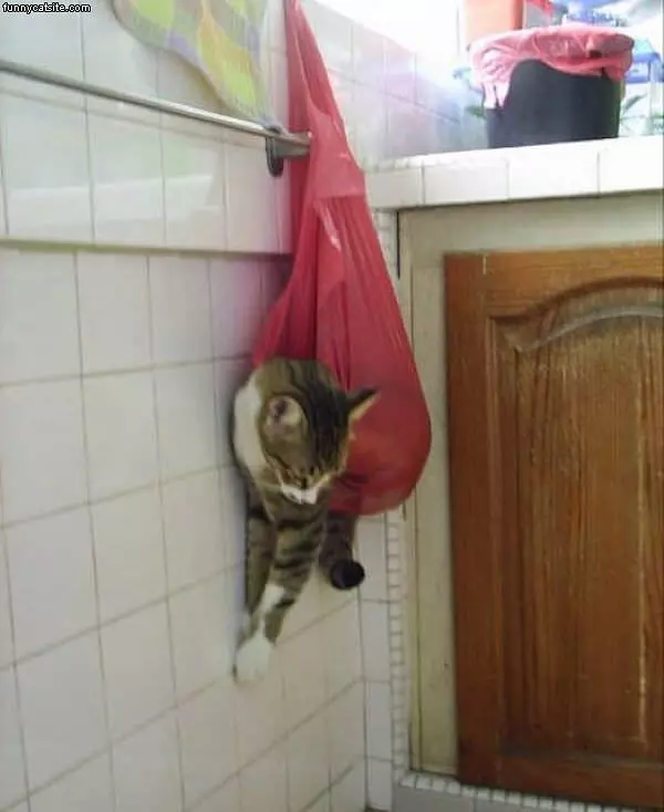 Bag O Cat