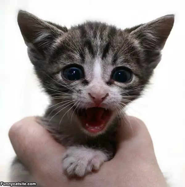 Little Tiny Meow