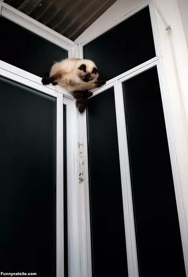 Anti Gravity Cat