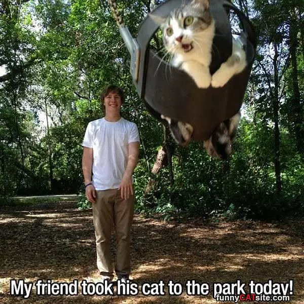 Cat At The Park