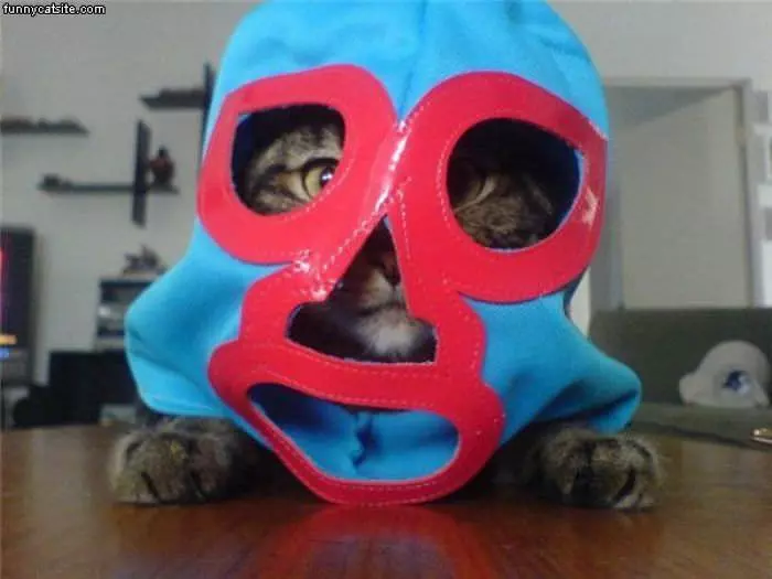Cat In The Mask