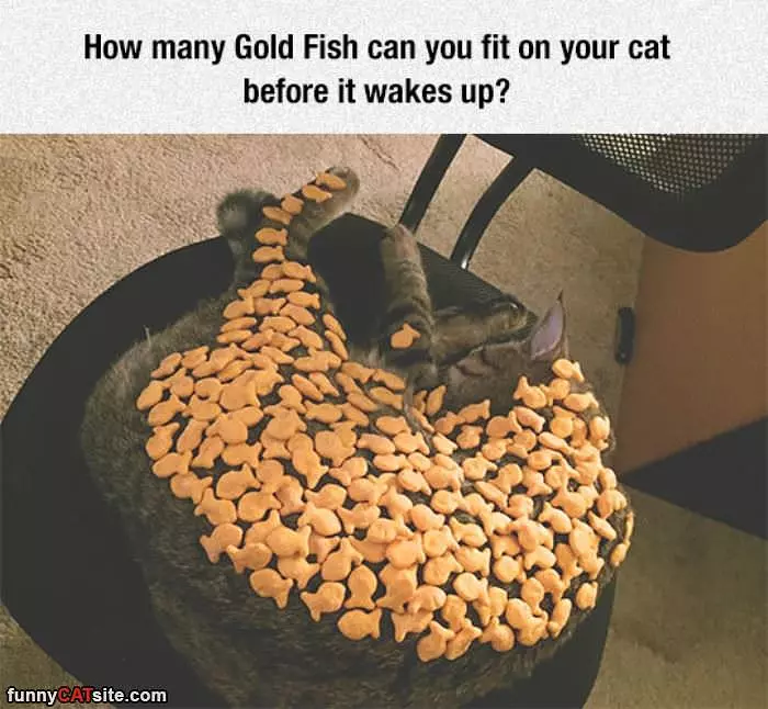 Gold Fish Cat