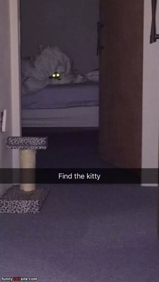 Find The Kitty