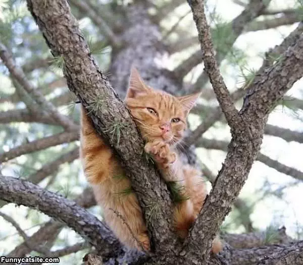Tree Hangout