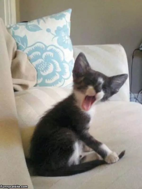 Yawn Day