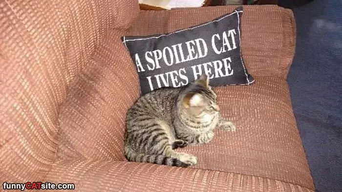 A Spoiled Cat Lives Here