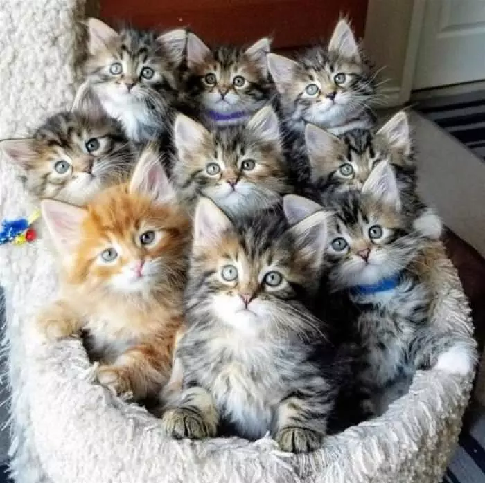 One Basket Of Kittens