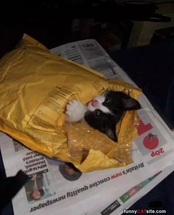 One Envelope Of Cat
