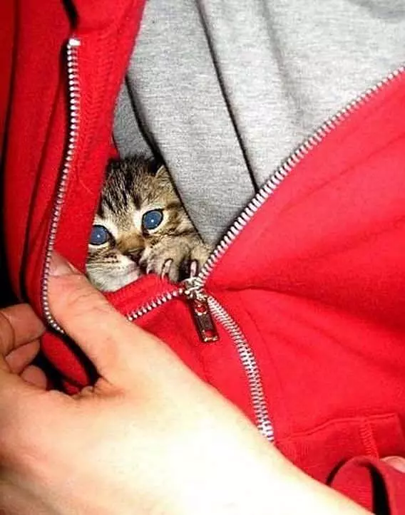 Hiding In The Sweatshirt