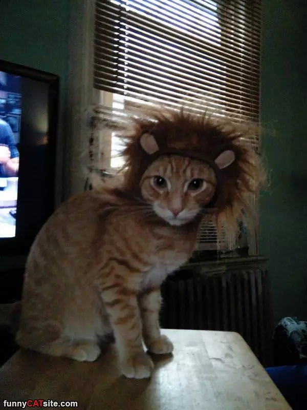 Im A Lion