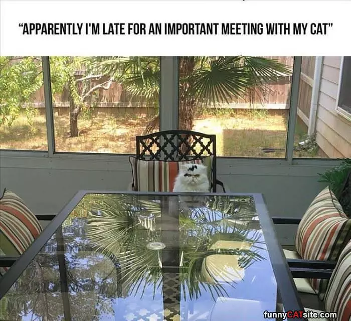 Late For An Important Meeting