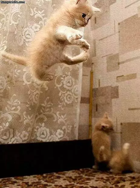 Ninja-jumping-cat