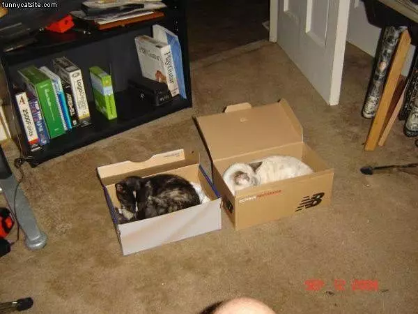 Boxes Of Cats