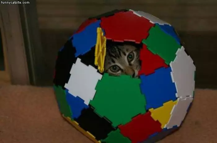 Cat In The Ball