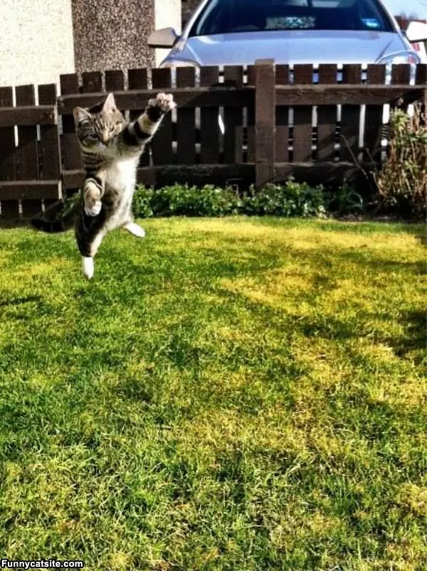 I Am The Flying Cat