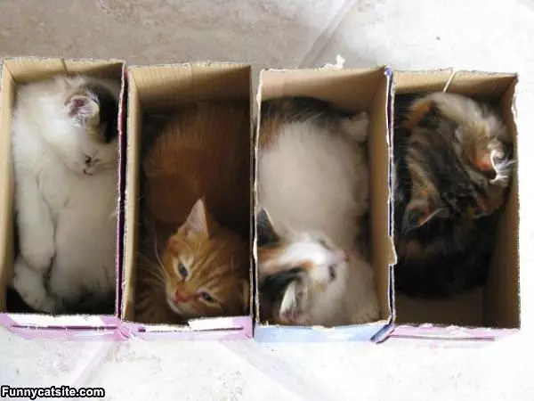 Boxes And Boxes Of Cats