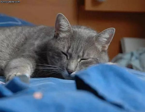Cute Sleeping Gray Cat