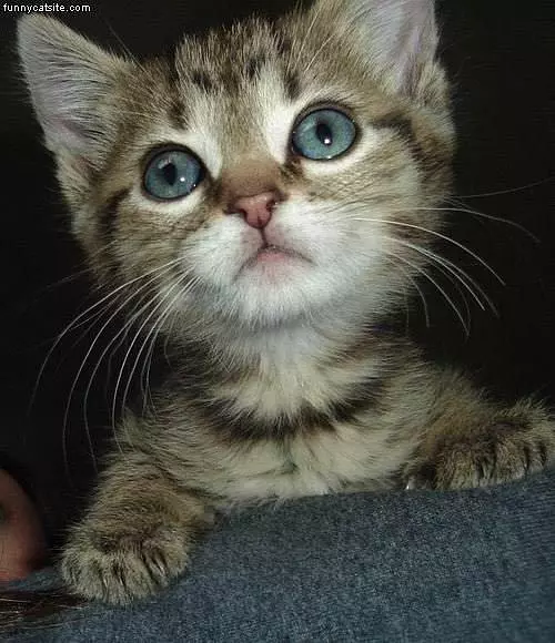 Wide Eyed Kitten