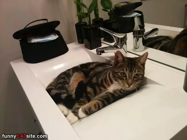 I Has A Sink