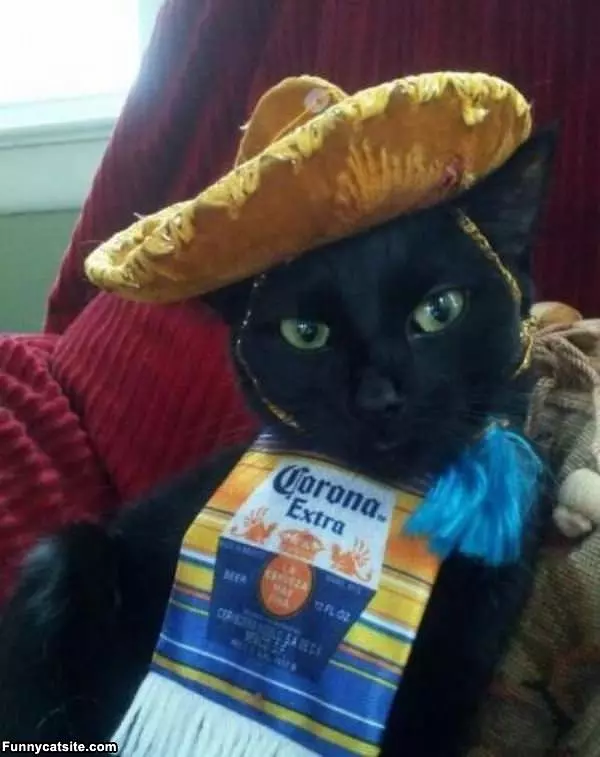 Corona Cat