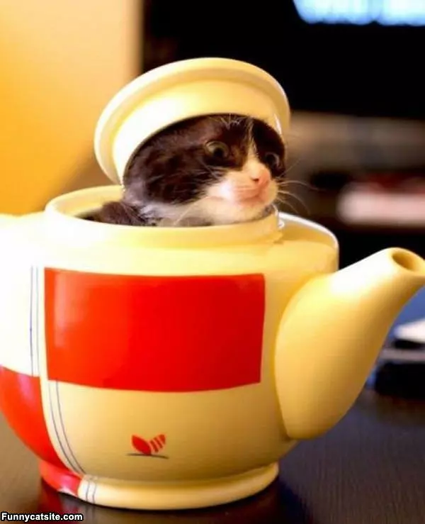 All Out Of Tea Kitten