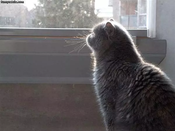 Gray Cat Looking Out Window