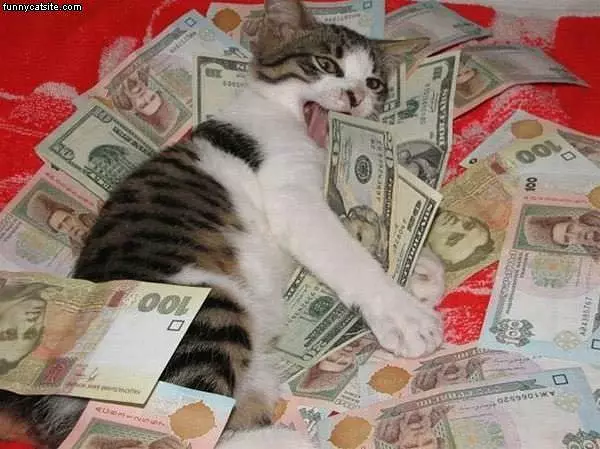 Cat In The Money