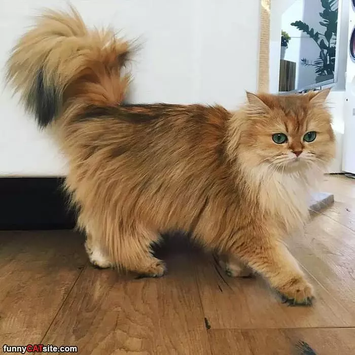 That Is A Fluffy Cat