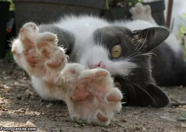 My Paws Seee