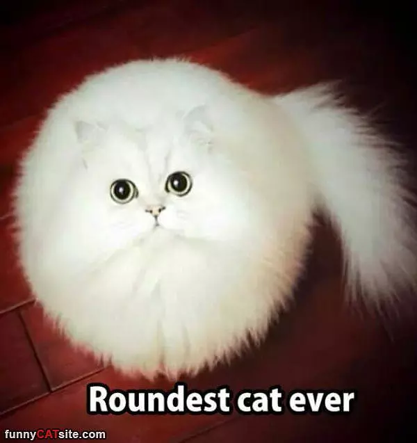 Roundest Cat