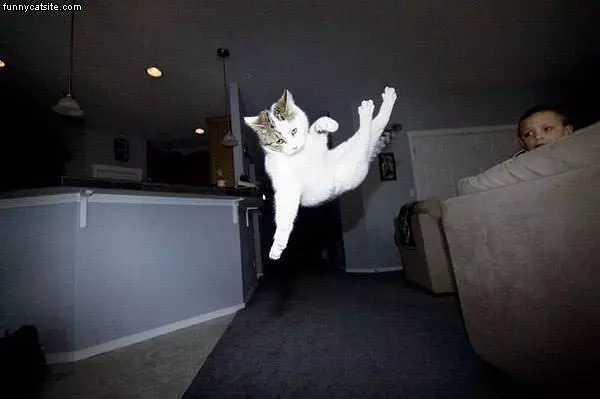 Cat In Flight