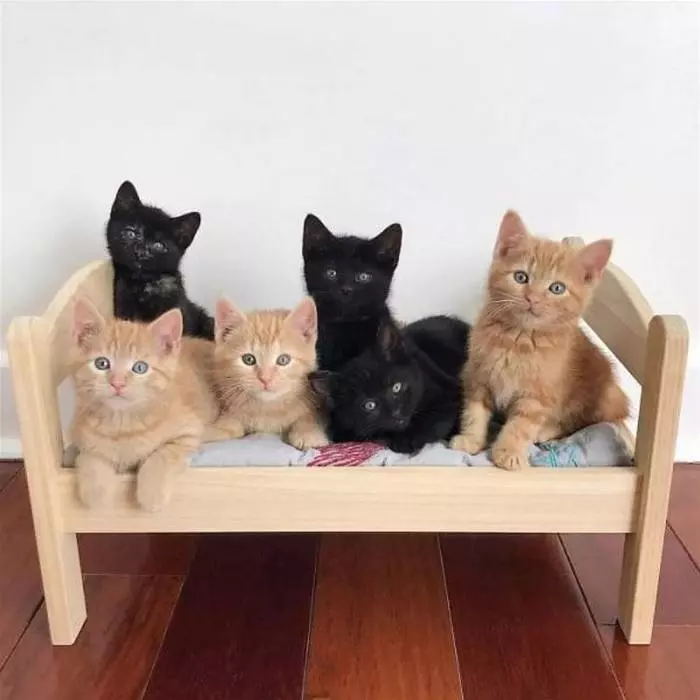 The Kitten Bed
