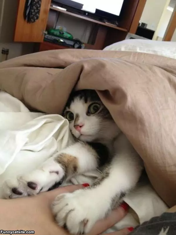 Under The Blankets Cat