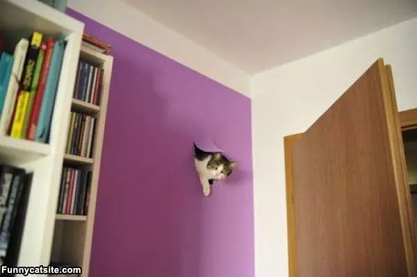 Wall Cat
