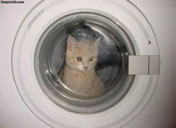 Cat In Dryer
