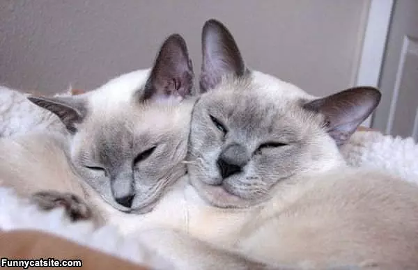Sleeping Together And Warm