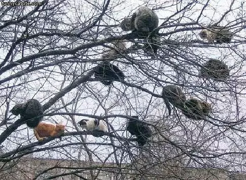 Tree Full Of Cats