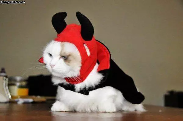 Nice Cat Costume
