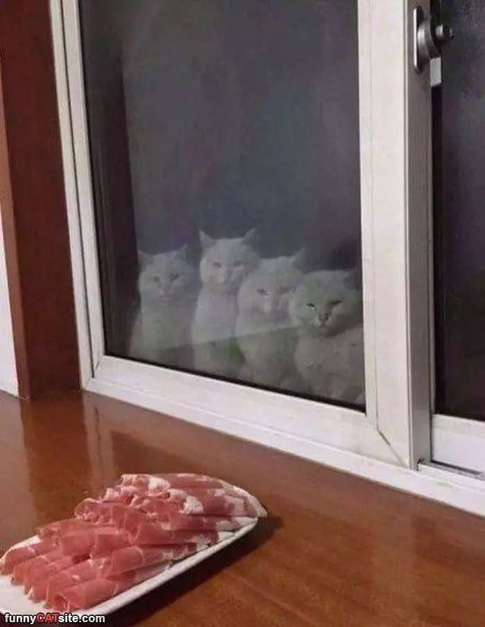 Can We Has A Bite