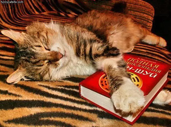 Cat Loves This Book