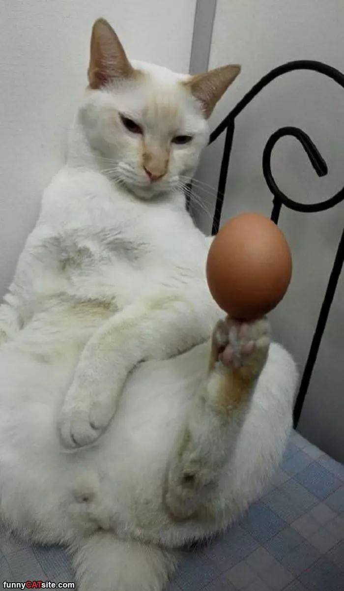 Balancing Our Egg