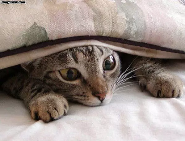 Cushion Cat