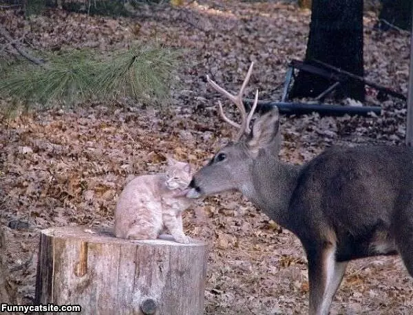 Deer Kissing Cat